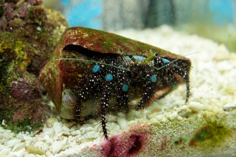 Clibanarius tricolor (blue leg hermit crab), Aquarium.jpg - Clibanarius tricolor (blue leg hermit crab)